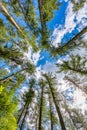 Tall pine tree tops against blue sky and white clouds Royalty Free Stock Photo