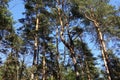 Tall pine trees against the blue sky Royalty Free Stock Photo