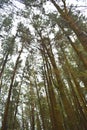 Tall Pine Trees against Sky at Pine Forest Valley, Vagamon, Idukki, Kerala, India