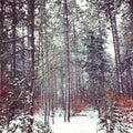 Tall pine trees and beech trees in winter landscape. Royalty Free Stock Photo