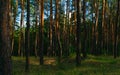 Tall pine trees with bright orange red bark in an evergreen coniferous forest against a blue sky during sunset. Dark forest with l Royalty Free Stock Photo