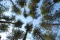 Tall pine trees in a coniferous forest in a circle on a background of summer blue sky Royalty Free Stock Photo