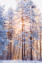 Beautiful forest winter landscape with pines Royalty Free Stock Photo