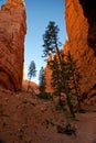 Tall Pine Trees in a Deep Canyon Royalty Free Stock Photo