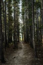 Tall Pine Trees Flank Narrow Dirt Trail Royalty Free Stock Photo