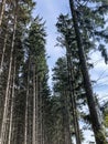 Tall pine trees in forest with blue sky