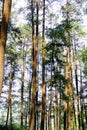 Tall Pine Trees Forest Canopy View with Sunlight and Clear Sky Royalty Free Stock Photo