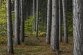 Tall pine trees in the forest with fall foliage Royalty Free Stock Photo