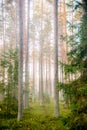 Tall pine trees forest. Misty morning, fir forest nature, vertical format