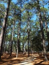 Tall Pine Trees