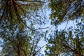 Tall pine trees in a forest on spring. Looking up concept Royalty Free Stock Photo