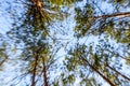 Tall pine trees in a forest on spring. Looking up concept and blurred motion Royalty Free Stock Photo
