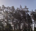 Tall pine trees in a forest with sunlight filtering through the canopy on a clear morning in May Royalty Free Stock Photo