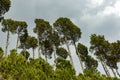 Tall pine trees on the mountain upside view from below Royalty Free Stock Photo