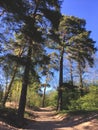 Tall pine trees and a narrow sandy road.