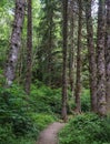 Tall Pine Trees in Pacific Northwest