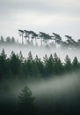 Tall pine trees (Pinus spp.) rise through a mystical fog, creating a Royalty Free Stock Photo