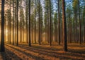 Tall pine trees (Pinus) stand in a dense forest with sunlight filtering through, casting long Royalty Free Stock Photo