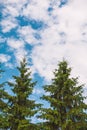 Tall pine trees reach into a fluffy sky filled with soft clouds Royalty Free Stock Photo
