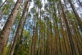 Tall pine trees in a Russian forest in summer Royalty Free Stock Photo