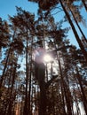 Tall pine trees & the spirit of victory in Irpin, Ukraine in glorious autumn sunshine - Kyiv - Kiev - Ukraine - Irpin
