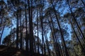 Tall pine trees vertical views