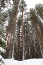 Tall pine trees in winter