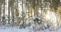 Tall pine trees in the winter forest with sun rays