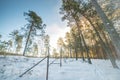 Tall pine trees in winter sunlight