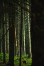 Tall pine trunks in the forest, landscapes after rain