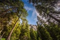 Tall pines in Alps near San Martino di Castrozza