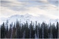 Tall pines in foreground of snow covered mountain in early morning.