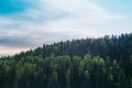 The tall pines on the hill on blue sky background Royalty Free Stock Photo