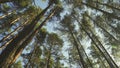 Tall pines, panorama