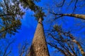 Tall pines on the pine cliff trail at governor dodge state park in Winter