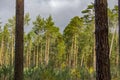 Tall pines in a pine forest Royalty Free Stock Photo