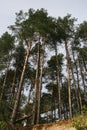 Tall pines on the shore of the blue lake Royalty Free Stock Photo