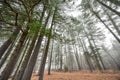 Tall pines and spruce on a foggy autumn November morning surrounded in fog. Royalty Free Stock Photo