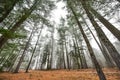 Tall pines and spruce on a foggy autumn November morning surrounded in fog. Royalty Free Stock Photo