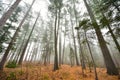 Tall pines and spruce on a foggy autumn November morning surrounded in fog. Royalty Free Stock Photo