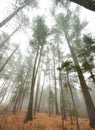 Tall pines and spruce on a foggy autumn November morning surrounded in fog. Royalty Free Stock Photo