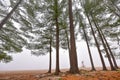 Tall pines and spruce on a foggy autumn November morning surrounded in fog. Royalty Free Stock Photo