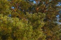 Tall pines, Sunny day. Pine forest Royalty Free Stock Photo