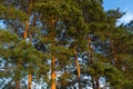 Tall pines, Sunny day. Pine forest Royalty Free Stock Photo