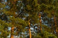 Tall pines, Sunny day. Pine forest Royalty Free Stock Photo