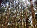Tall pines trees in the Pine forest located in Kodaikanal, Tamil Nadu Royalty Free Stock Photo