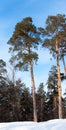 Tall pines in a winter forest