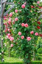 Tall pink climbing rose shrub in the Bois de Boulogne rose garden, Paris