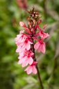 Tall Pink Flower in Garden