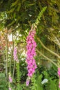 Tall pink foxglove plant covered in pink bell-shaped flowers against blurred garden background